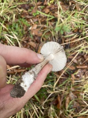 Amanita sororcula