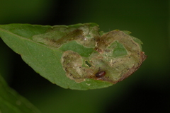 Phytomyza ilicis group