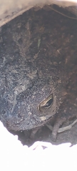 Rhinella dorbignyi