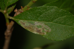 Phytomyza ilicis group