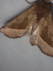 Hydraecia micacea