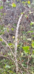 Ulmus alata