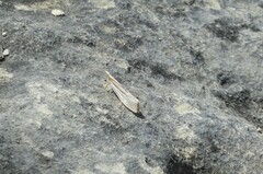 Orocrambus ramosellus