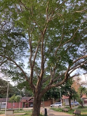 Enterolobium