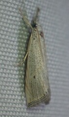 Haimbachia albescens