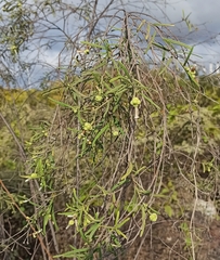 Varronia revoluta