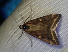 Loxostege munroealis