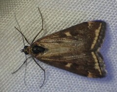 Loxostege munroealis