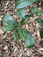 Cartrema americana