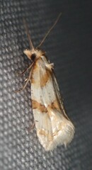 Aethes ringsi