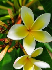 Plumeria