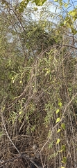 Varronia revoluta