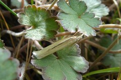 Orocrambus ramosellus