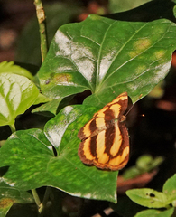 Pantoporia