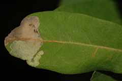 Neurobathra strigifinitella