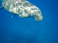 Dugong dugon