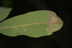 Neurobathra strigifinitella