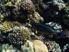 Acanthurus sohal