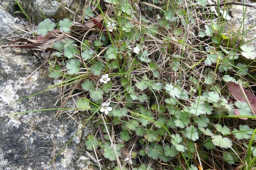 Image of Geranium socolateum by (c) Aalbert Rebergen, some rights reserved (CC BY)