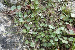 Geranium socolateum
