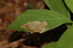 Liriomyza limopsis