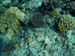 Epinephelus