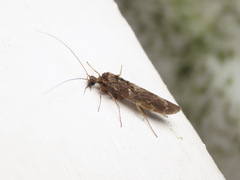 Hydrobiosidae