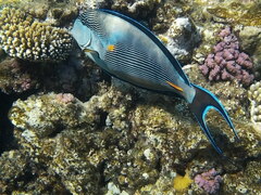 Acanthurus sohal