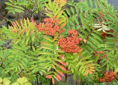 Sorbus