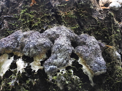 Nectriopsis violacea