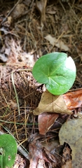 Piperales