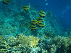 Heniochus intermedius