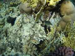Canthigaster margaritata
