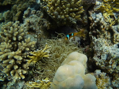Amphiprion bicinctus