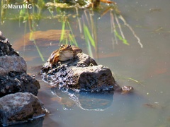 Lithobates berlandieri