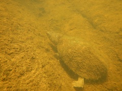 Sternotherus carinatus