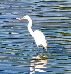 Ardea alba