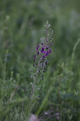 Verbascum phoeniceum