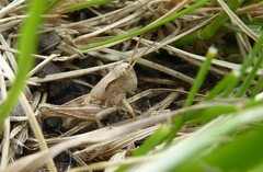 Phaulacridium marginale