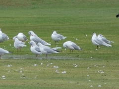 Chroicocephalus ridibundus