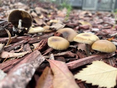 Psilocybe allenii