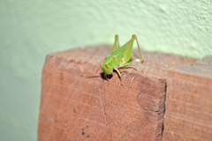 Dichromorpha australis