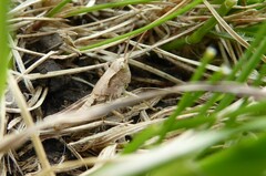 Phaulacridium marginale