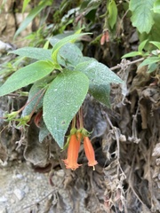 Clinopodium macrostemum