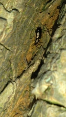 Salpingus viridiaeneus