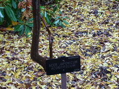 Acer japonicum