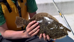 Paralichthys lethostigma