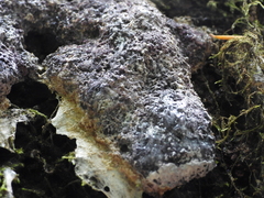 Nectriopsis violacea