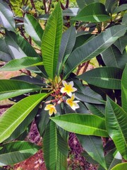 Plumeria