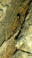 Salpingus viridiaeneus